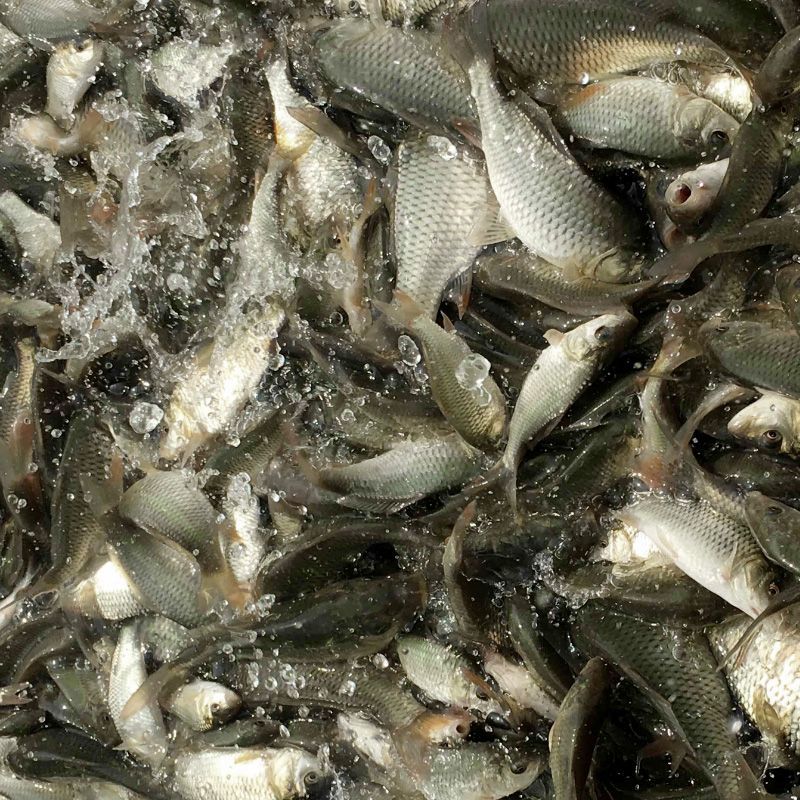 龍魚用什么鹽腌制好：龍魚的腌制方法