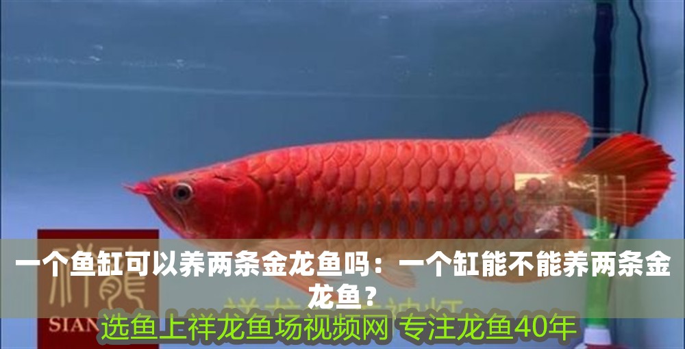 一個魚缸可以養兩條金龍魚嗎：一個缸能不能養兩條金龍魚？