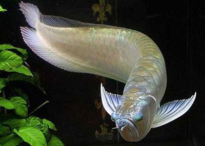金龍魚眼睛有白膜怎么辦：金龍魚眼睛出現白膜怎么辦