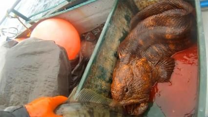 釣魚玩法技巧教如何釣金龍魚(北冥仙境：捉龍魚玩法技巧教如何釣金龍魚(北冥仙境如何釣金龍魚 釣魚玩法技巧教如何釣金龍魚(北冥仙境：捉龍魚玩法技巧教如何釣金龍魚(北冥仙境如何釣金龍魚 龍魚百科 第3張