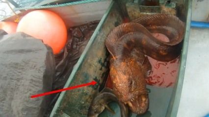 釣魚玩法技巧教如何釣金龍魚(北冥仙境：捉龍魚玩法技巧教如何釣金龍魚(北冥仙境如何釣金龍魚 釣魚玩法技巧教如何釣金龍魚(北冥仙境：捉龍魚玩法技巧教如何釣金龍魚(北冥仙境如何釣金龍魚 龍魚百科 第1張