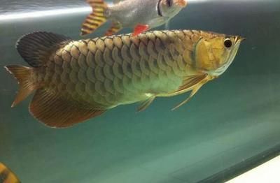 龍魚一天喂幾條小魚（龍魚的喂食量與其大小密切相關）