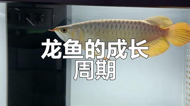 龍魚小時候長什么樣子圖片視頻