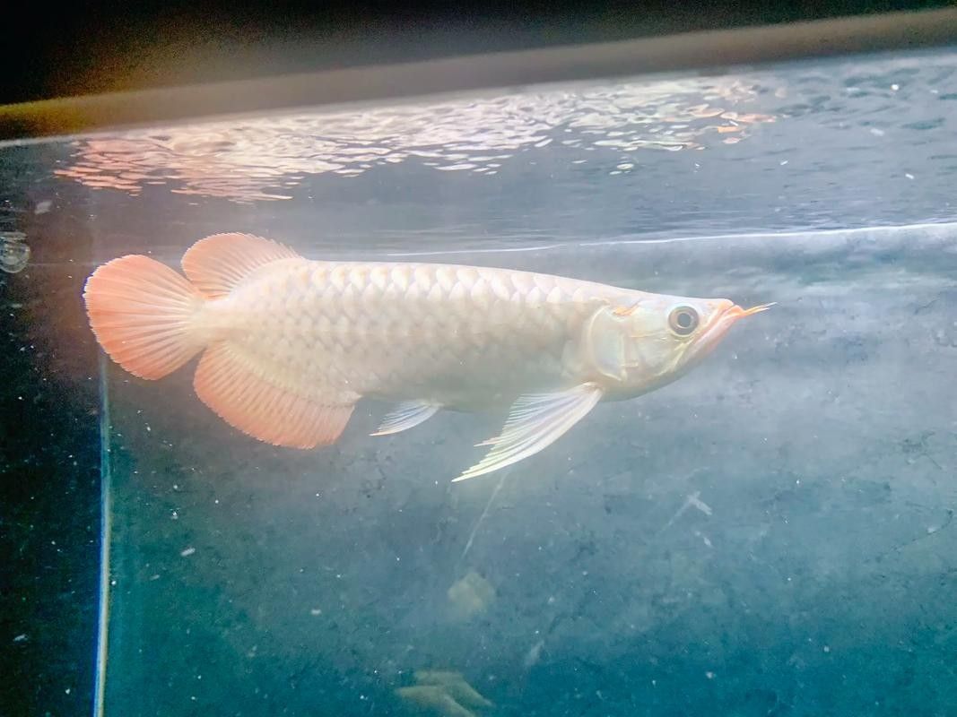 龍魚小時候長什么樣子圖片視頻
