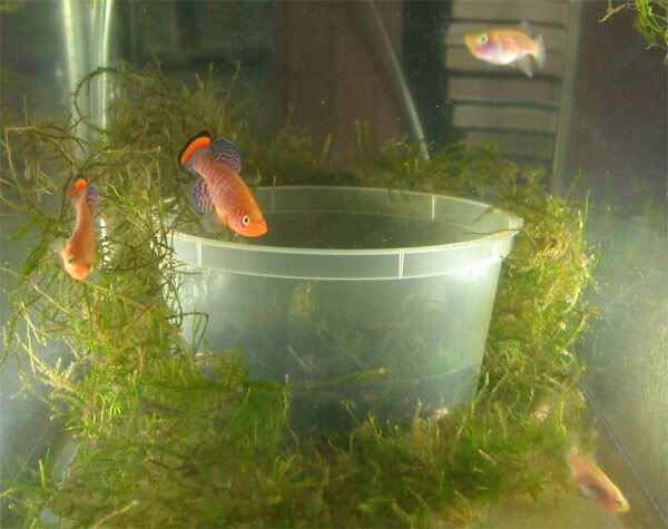龍魚缸長綠色青苔怎么辦：龍魚缸長綠色青苔怎么辦龍魚缸長綠色青苔怎么處理