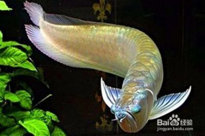 銀龍魚怎么養才能又白又亮（銀龍魚的飼養技巧）