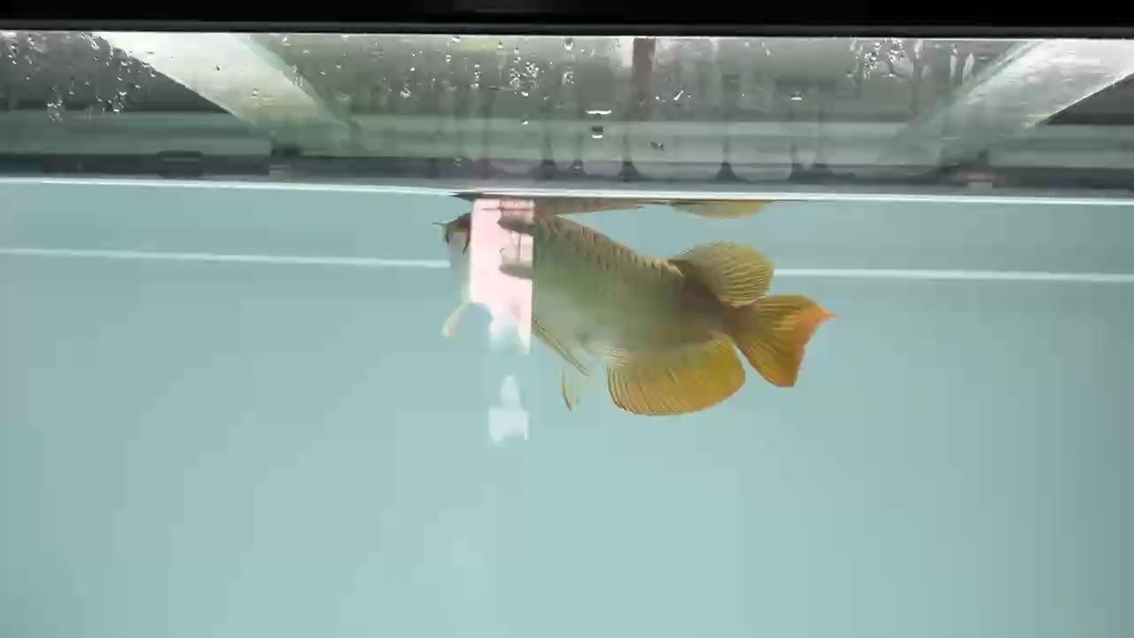 鸚鵡魚和銀龍魚混養(yǎng)怎樣喂食 龍魚發(fā)色什么時間最佳:關于龍魚發(fā)色的問題 龍魚百科 龍魚發(fā)色什么時間最佳:關于龍魚發(fā)色的問題 龍魚發(fā)色什么時間最佳:關于龍魚發(fā)色的問題 龍魚百科