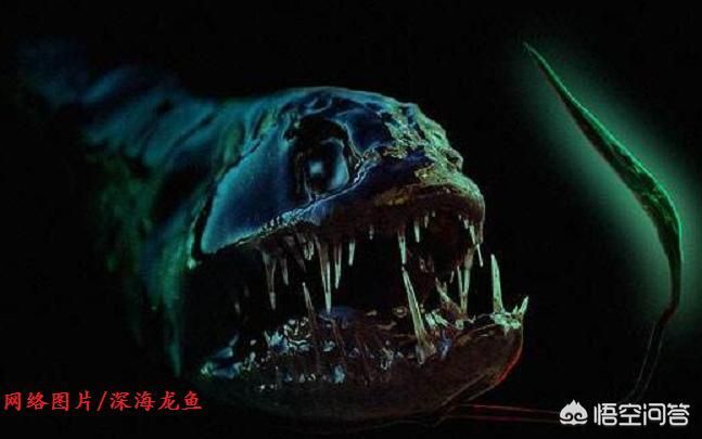 被龍魚咬一口有事嗎（被龍魚咬了一口會怎么樣）