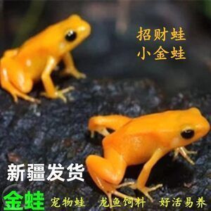 龍魚吃金蛙的好處：龍魚吃金蛙有什么好處，飼養者需要注意投喂頻率和衛生問題 龍魚吃金蛙的好處：龍魚吃金蛙有什么好處，飼養者需要注意投喂頻率和衛生問題 龍魚百科 第2張