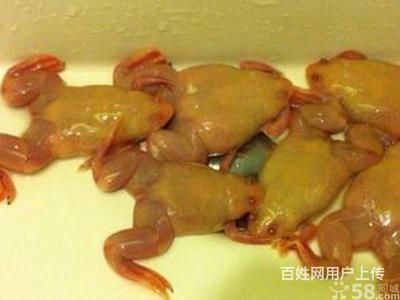 龍魚吃金蛙的好處：龍魚吃金蛙有什么好處，飼養者需要注意投喂頻率和衛生問題 龍魚吃金蛙的好處：龍魚吃金蛙有什么好處，飼養者需要注意投喂頻率和衛生問題 龍魚百科 第1張