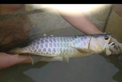 龍魚的糞便是什么顏色