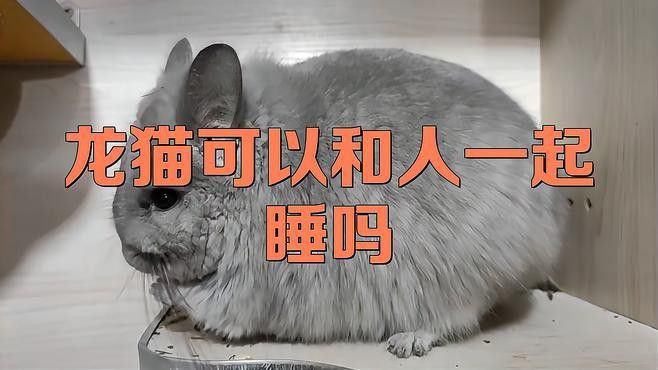如何訓練龍貓晚上不叫？