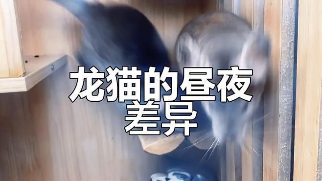 如何訓練龍貓晚上不叫？