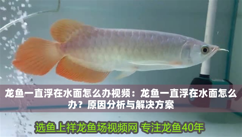 龍魚一直浮在水面怎么辦視頻：龍魚一直浮在水面怎么辦？原因分析與解決方案 龍魚一直浮在水面怎么辦視頻：龍魚一直浮在水面怎么辦？原因分析與解決方案 龍魚百科 第1張