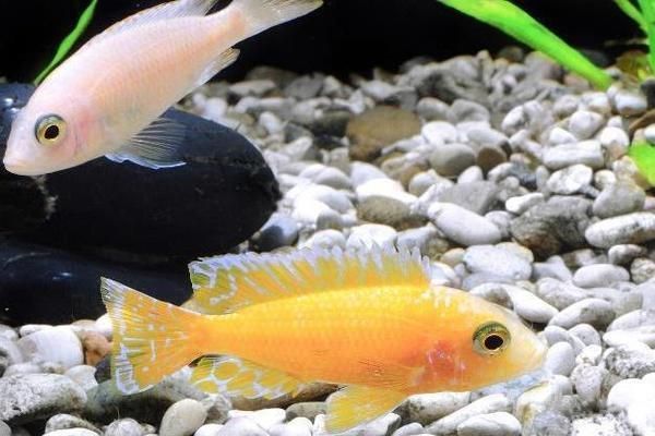龍魚一直浮在水面怎么辦視頻：龍魚一直浮在水面怎么辦？原因分析與解決方案 龍魚一直浮在水面怎么辦視頻：龍魚一直浮在水面怎么辦？原因分析與解決方案 龍魚百科 第2張