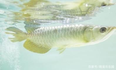 龍魚幾月份開始加溫了：養殖龍魚的注意事項 龍魚幾月份開始加溫了：養殖龍魚的注意事項 龍魚百科 第2張