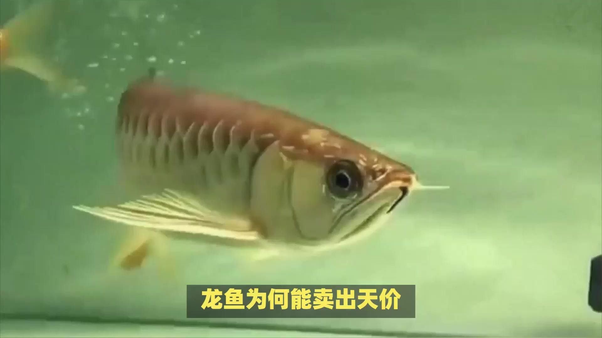 金龍魚血統純正對其價格有何影響？
