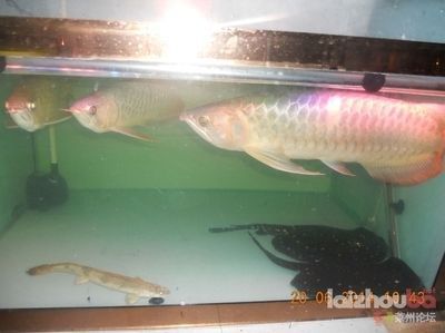 給龍魚做手術麻藥用量大嗎（給龍魚做手術用什么麻藥比較好）