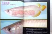 給龍魚做手術麻藥用量大嗎（給龍魚做手術用什么麻藥比較好）