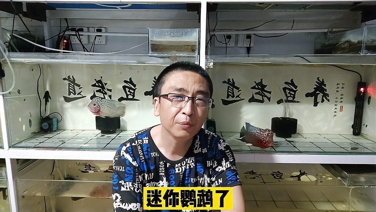 金龍魚可以和什么魚混養嗎圖片大全