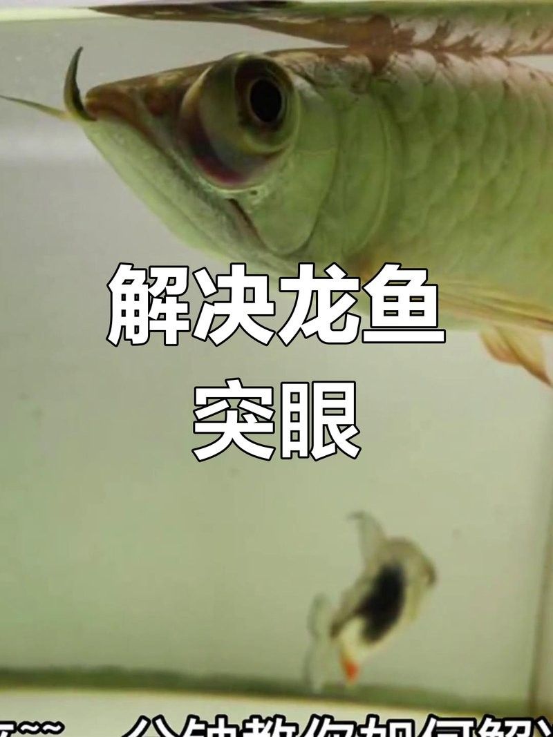 龍魚單眼突出手術后多久恢復