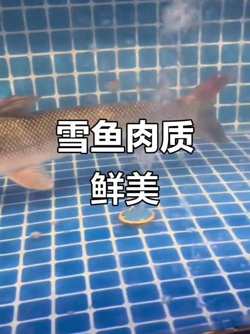 天山龍魚(yú)的做法竅門(mén)圖片