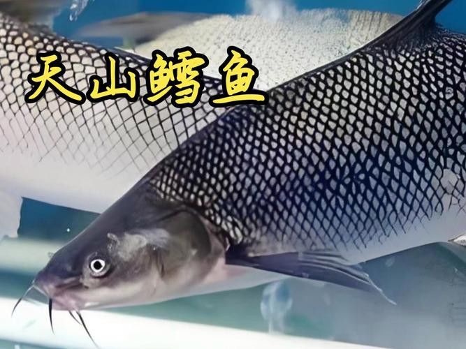 天山龍魚(yú)的做法竅門(mén)圖片