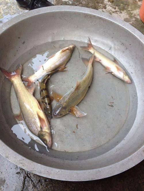 天山龍魚(yú)的做法竅門(mén)圖片