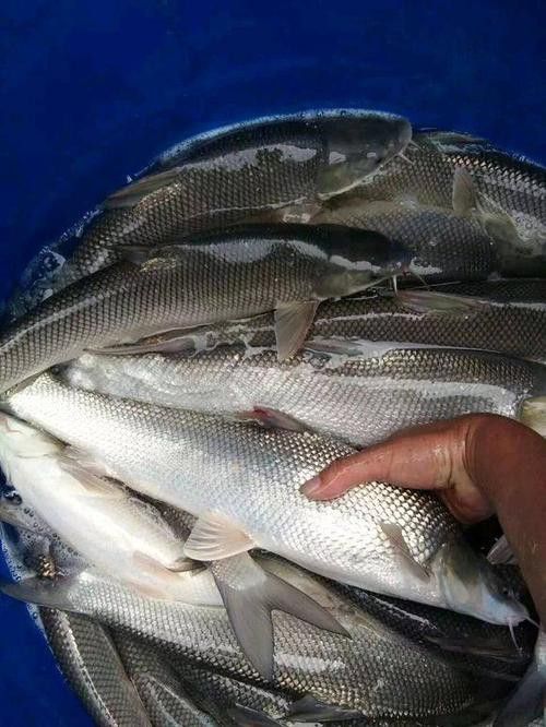 天山龍魚(yú)的做法竅門(mén)圖片