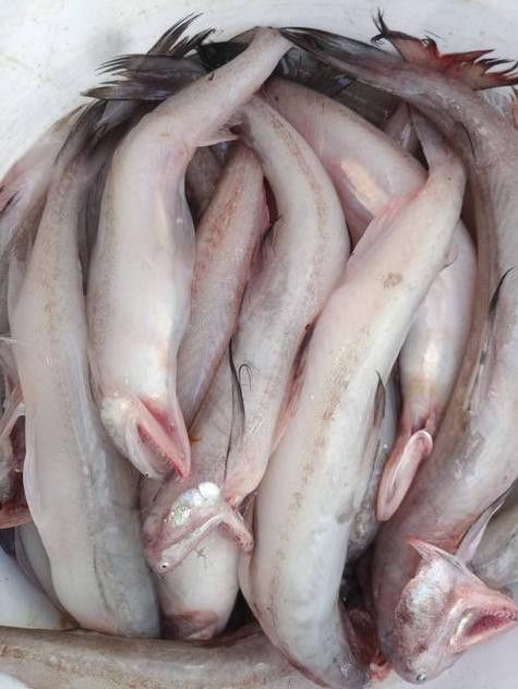 天山龍魚(yú)的做法竅門(mén)圖片