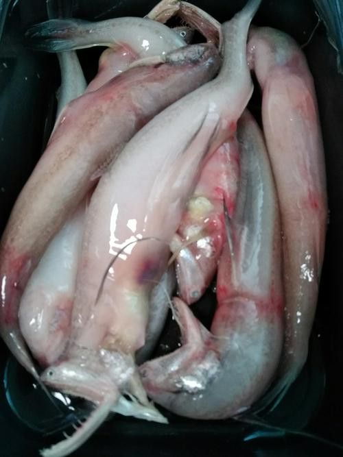 天山龍魚(yú)的做法竅門(mén)圖片
