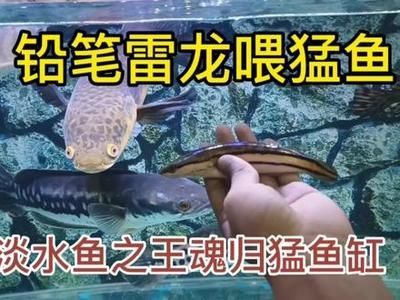 雷龍魚都喂什么：雷龍魚專用飼料品牌推薦