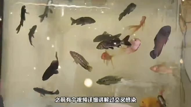 如何預防魚兒趴缸？ 如何預防魚兒趴缸？ 龍魚百科 第5張