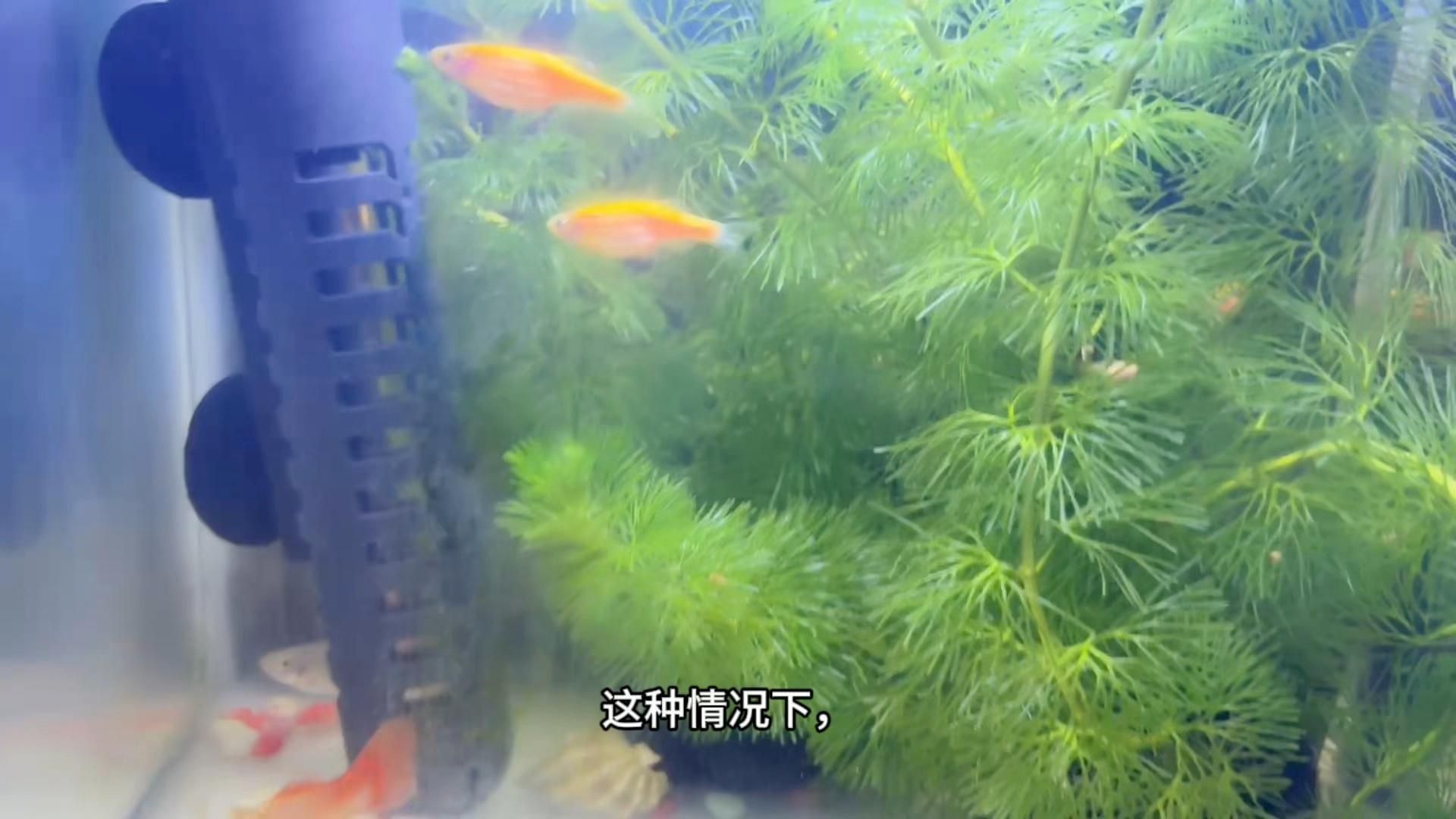 如何預防魚兒趴缸？ 如何預防魚兒趴缸？ 龍魚百科 第6張