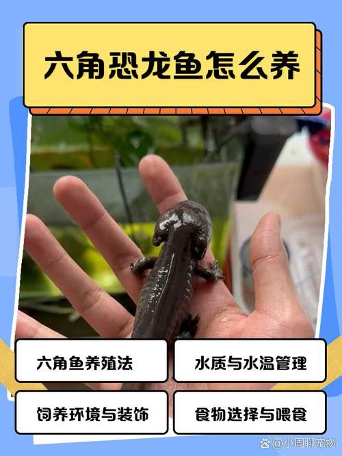虎斑恐龍魚繁殖方式有哪些種類圖解