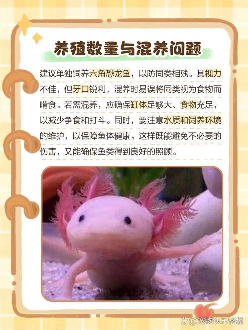 虎斑恐龍魚繁殖方式有哪些種類圖解