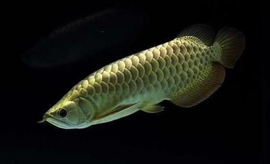 高品質金龍魚圖片