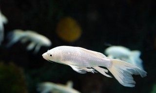 怎么把龍魚旗養大（如何選擇龍魚飼養方法）
