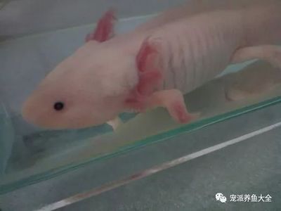 龍魚須怎樣做好吃視頻大全：清蒸龍魚的烹飪技巧,香煎黑椒龍魚的家常做法 龍魚須怎樣做好吃視頻大全：清蒸龍魚的烹飪技巧,香煎黑椒龍魚的家常做法 龍魚百科 第5張