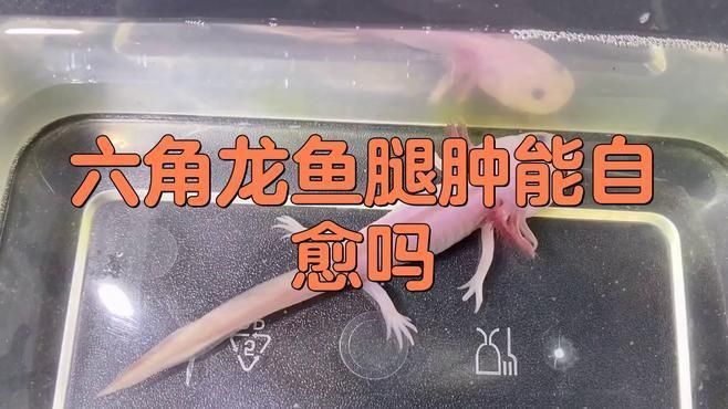 六角龍魚鰓爛了會自愈嗎？