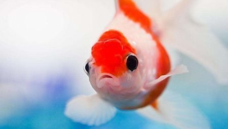 龍魚泥鰍去粘液，喂養龍魚時，泥鰍身上有一層黏液，可以幫助去除粘液