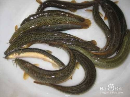 龍魚泥鰍去粘液，喂養龍魚時，泥鰍身上有一層黏液，可以幫助去除粘液