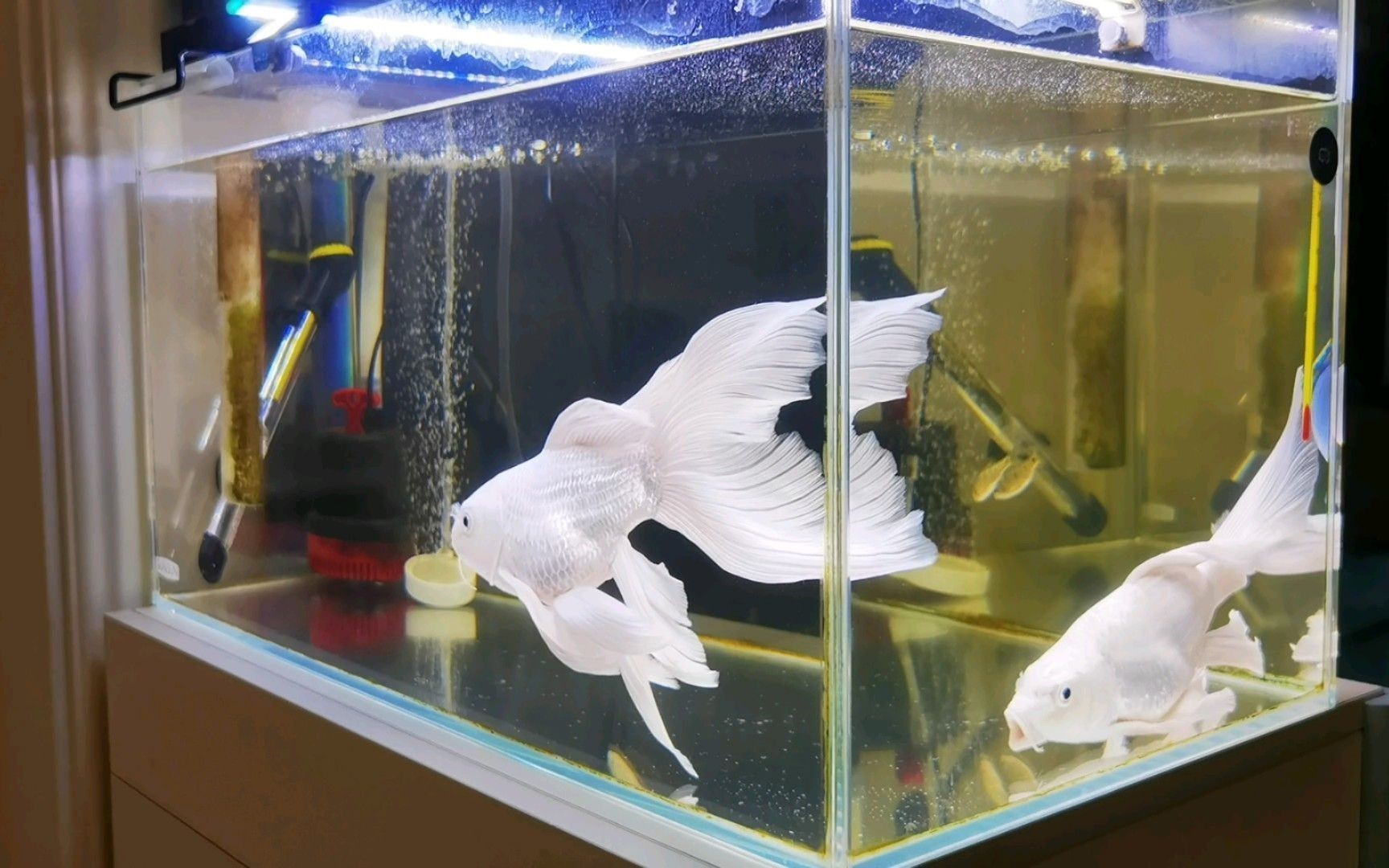 家里適合養龍魚還是蝴蝶鯉好【家里養龍魚和蝴蝶鯉的優缺點】
