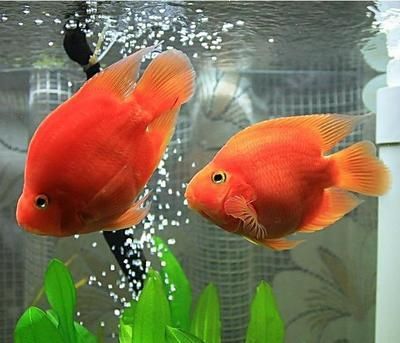 家里適合養(yǎng)龍魚還是蝴蝶鯉好【家里養(yǎng)龍魚和蝴蝶鯉的優(yōu)缺點(diǎn)】