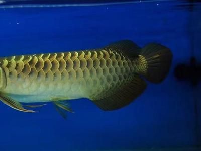 金龍魚粗框細框哪個好：金龍魚粗框好還是細框好
