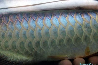金龍魚粗框細框哪個好：金龍魚粗框好還是細框好