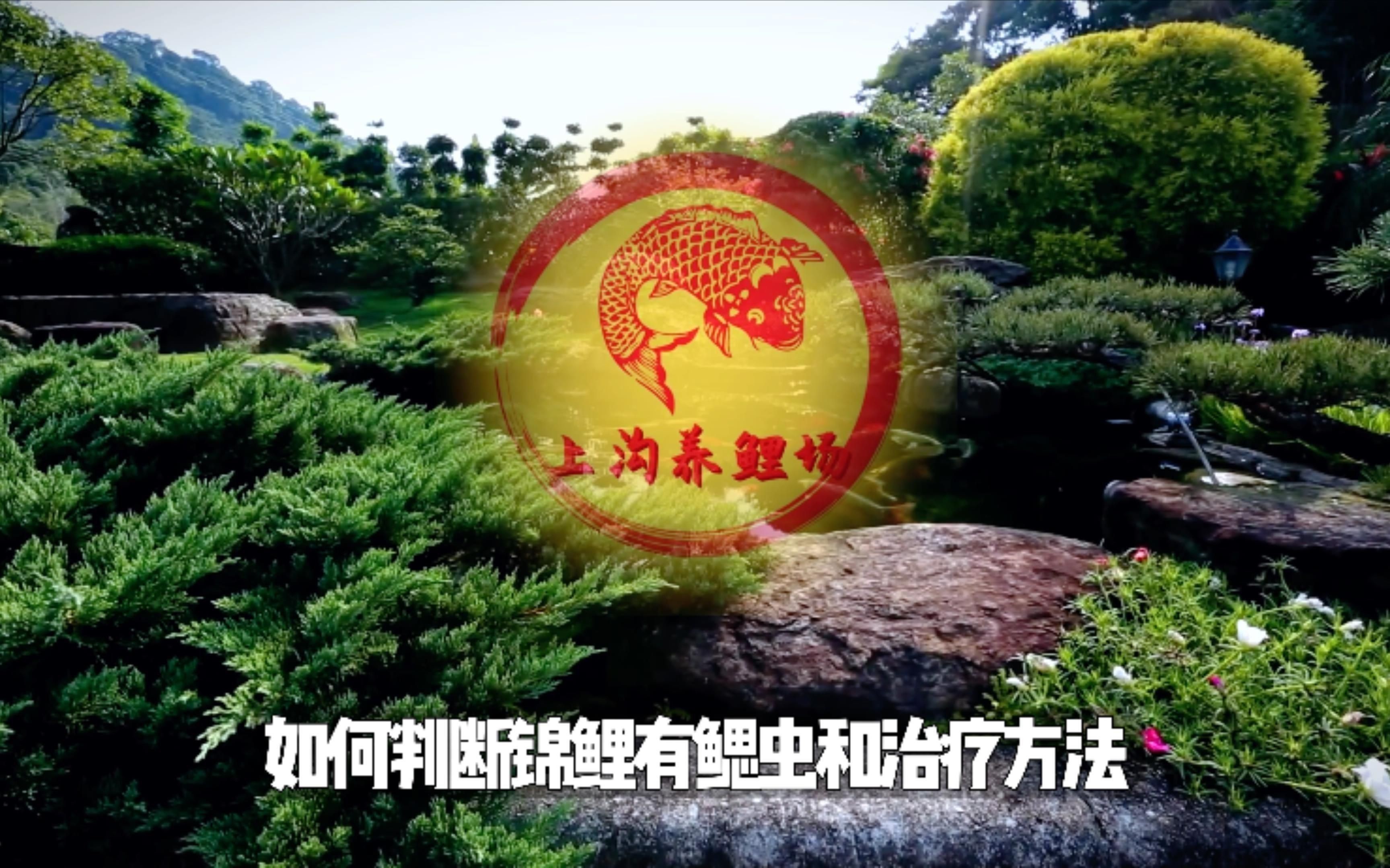 錦鯉感染寄生蟲后應該如何治療？