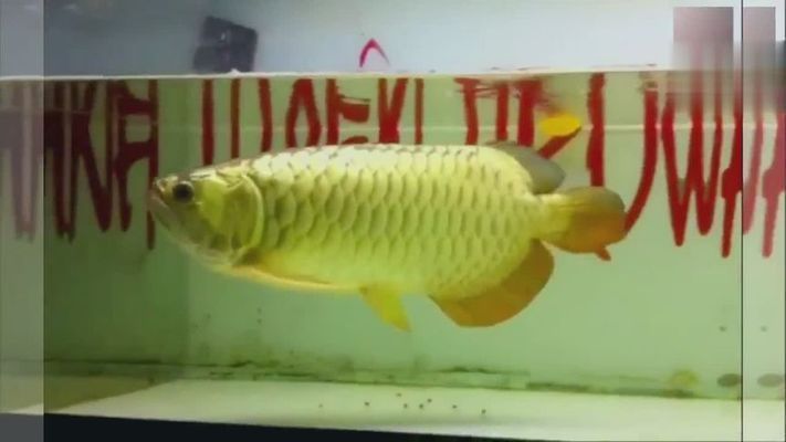 世界最貴的紅龍魚品種（世界上最貴的紅龍魚品種——血紅龍魚）