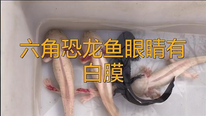 如何判斷龍魚眼睛白膜是哪種疾病? 龍魚百科 第2張 如何判斷龍魚眼睛白膜是哪種疾病? 如何判斷龍魚眼睛白膜是哪種疾病? 龍魚百科 第2張