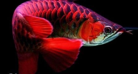 羅漢魚能和紅龍魚混養(yǎng)嗎？：羅漢魚和紅龍魚可以混養(yǎng)但需要注意條件和注意事項(xiàng)
